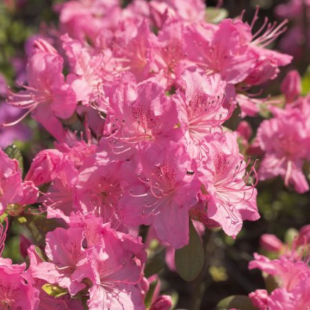Rhododendron obtusum 'Kirstin'