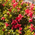 Rhododendron obtusum 'Marilee'