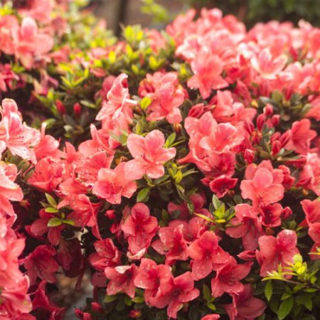 Rhododendron obtusum 'Marilee'
