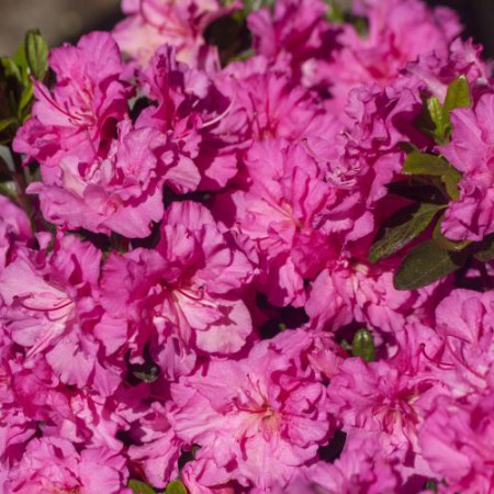 Rhododendron obtusum 'Petticoat' ®