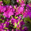 Rhododendron obtusum 'Purpurtraum'