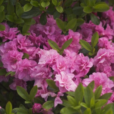 Rhododendron obtusum 'Rosinetta'