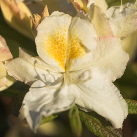 Rhododendron luteum 'Schneegold'