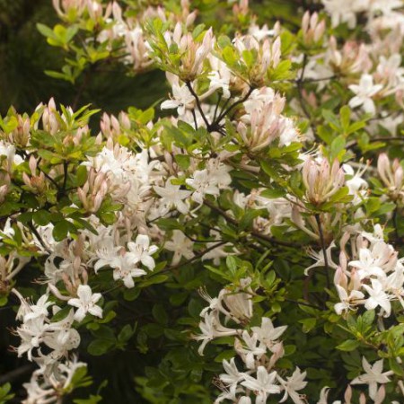 Rhododendron viscosum 'Sommerduft'