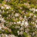 Rhododendron viscosum 'Sommerduft'
