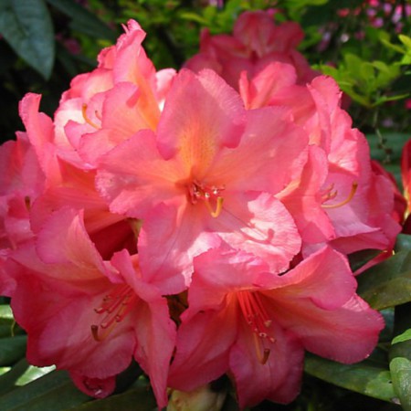 Rhododendron Hybride 'Balalaika'