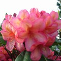 Rhododendron Hybride 'Balalaika'