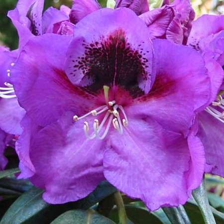 Rhododendron Hybride 'Bariton'