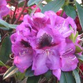 Rhododendron Hybride 'Bariton'