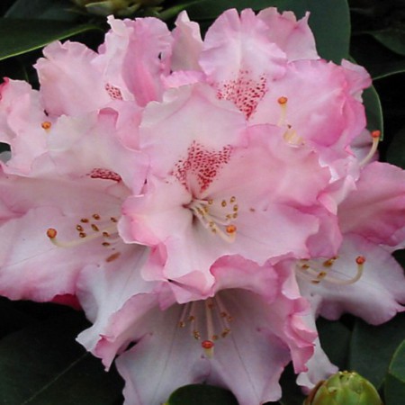 Rhododendron yakushimanum 'Heinjes Zauberflöte'