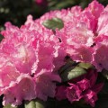 Rhododendron yakushimanum 'Kalinka'