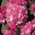 Rhododendron yakushimanum 'Kalinka'