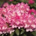 Rhododendron yakushimanum 'Kalinka'