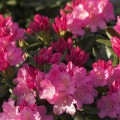 Rhododendron yakushimanum 'Kalinka'