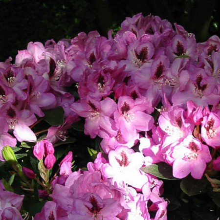 Rhododendron Hybr. 'Lugano'