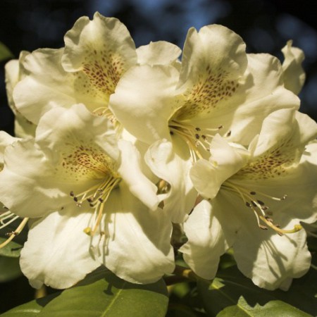 Rhododendron Hybr. 'Maharani'