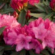Rhododendron makinoi 'Rosa Perle'