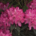 Rhododendron makinoi 'Rosa Perle'