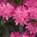 Rhododendron makinoi 'Rosa Perle'