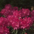 Rhododendron makinoi 'Rosa Perle'