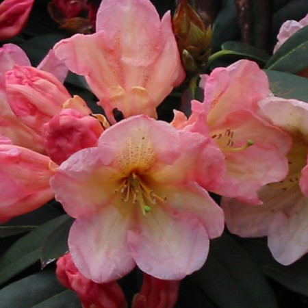 Rhododendron Hybr. 'Malvine'