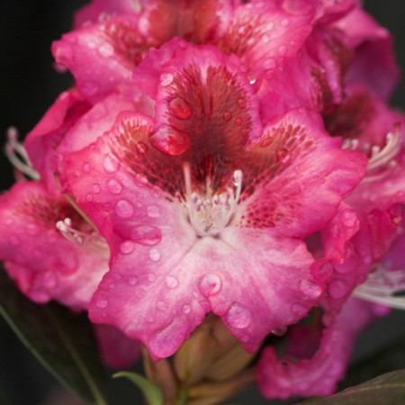 Rhododendron Hybr. 'Marianka'