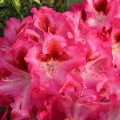 Rhododendron Hybr. 'Marianka'