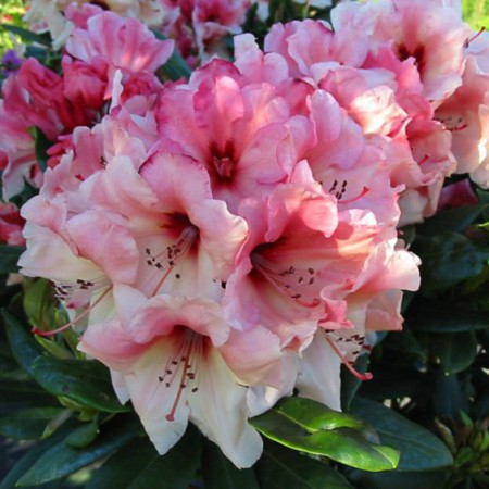 Rhododendron yakushimanum 'Marrakesch'