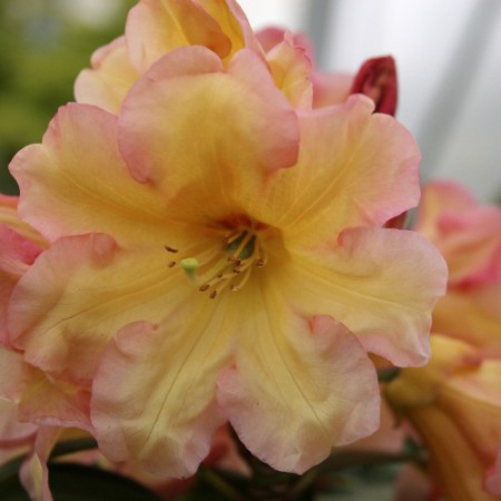 Rhododendron Hybr. 'Santorina'