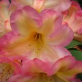 Rhododendron Hybr. 'Santorina'