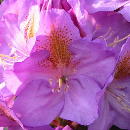 Rhododendron Hybride 'Blutopia'
