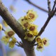 Chimonanthus praecox