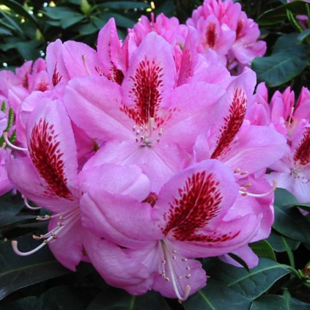 Rhododendron Hybride 'Furnivall´s Daughter'