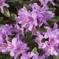 Rhododendron impeditum 'Moerheim'