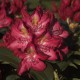 Rhododendron Hybr. 'Junifeuer'