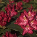 Rhododendron Hybr. 'Junifeuer'