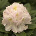 Rhododendron Hybr. 'Madame Carvalho'