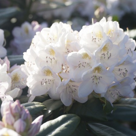 Rhododendron Hybr. 'Madame Carvalho'