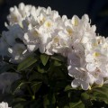 Rhododendron Hybr. 'Madame Carvalho'