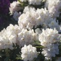 Rhododendron Hybr. 'Madame Carvalho'