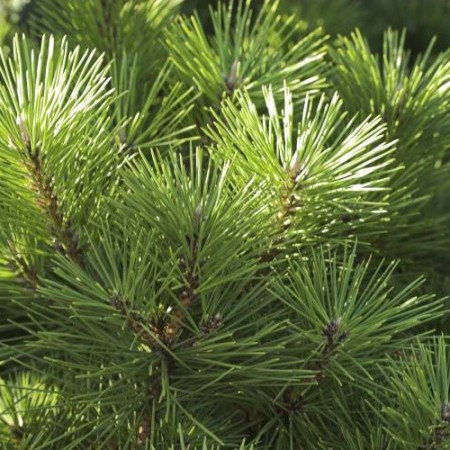 Pinus thunbergii 'Banshoho'