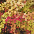 Berberis thunbergii 'Aurea'