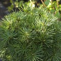 Sciadopitys verticillata 'Grüne Kugel'