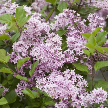 Syringa meyeri 'Palibin'