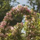 Weigela florida 'Nana Variegata'