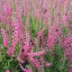 Calluna vulgaris 'Allegro'