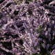 Calluna vulgaris 'Elsie Purnell'