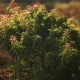 Acer palmatum 'Kotohime'