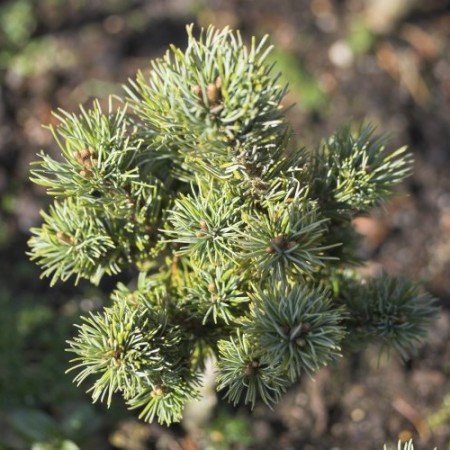 Pinus parviflora 'Adcock's Dwarf'