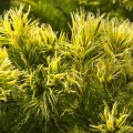 Pinus parviflora 'Goldilocks'